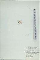 南方團扇藻藏品圖，第3張