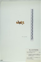 登錄號:A00006871藏品圖，第3張