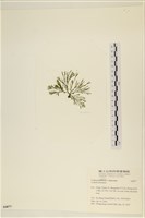 登錄號:A00006877藏品圖，第3張