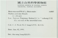 南方團扇藻藏品圖，第2張