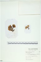 南方團扇藻藏品圖，第1張