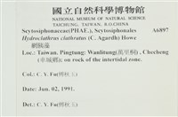 網胰藻藏品圖，第2張