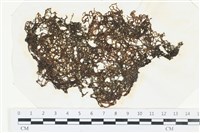 網胰藻藏品圖，第1張