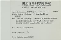 網胰藻藏品圖，第2張