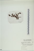 網胰藻藏品圖，第3張