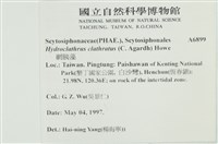 網胰藻藏品圖，第2張