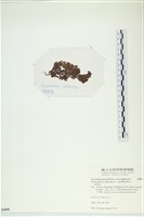 網胰藻藏品圖，第3張