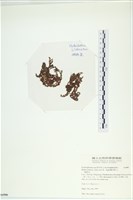 網胰藻藏品圖，第2張