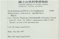 網胰藻藏品圖，第2張