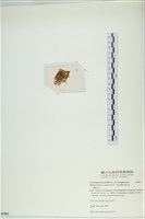 網胰藻藏品圖，第3張