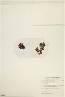 網目藻藏品圖，第3張