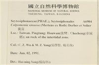 袋苔, 囊藻藏品圖，第2張