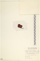 袋苔, 囊藻藏品圖，第3張