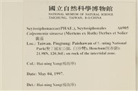 袋苔, 囊藻藏品圖，第2張