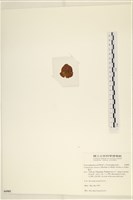 袋苔, 囊藻藏品圖，第3張