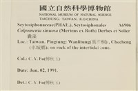 袋苔, 囊藻藏品圖，第2張
