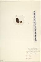 袋苔, 囊藻藏品圖，第3張