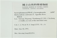 網胰藻藏品圖，第2張