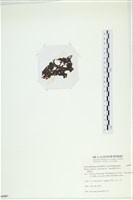 網胰藻藏品圖，第3張