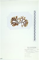 厚網目藻藏品圖，第3張