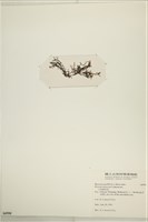 登錄號:A00006910藏品圖，第3張