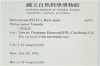 小團扇藻藏品圖，第2張