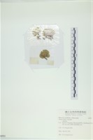 小團扇藻藏品圖，第3張
