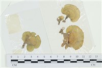 小團扇藻藏品圖，第1張
