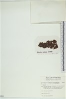 網胰藻藏品圖，第3張