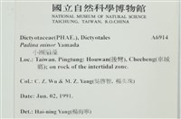 小團扇藻藏品圖，第2張