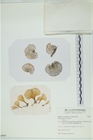 小團扇藻藏品圖，第1張