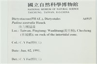 南方團扇藻藏品圖，第2張