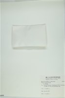 南方團扇藻藏品圖，第3張