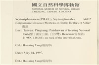 袋苔, 囊藻藏品圖，第2張