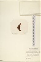 袋苔, 囊藻藏品圖，第3張