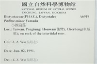 小團扇藻藏品圖，第2張