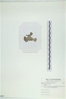 小團扇藻藏品圖，第3張