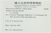 南方團扇藻藏品圖，第2張