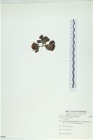 南方團扇藻藏品圖，第3張