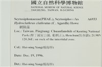 網胰藻藏品圖，第2張