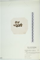 網胰藻藏品圖，第3張