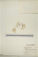 登錄號:A00006938藏品圖，第1張
