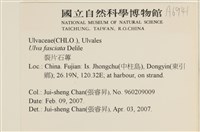 長片石蓴, 裂片石蓴藏品圖，第2張