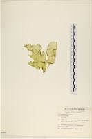 長片石蓴, 裂片石蓴藏品圖，第3張