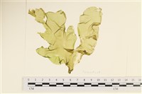 長片石蓴, 裂片石蓴藏品圖，第1張