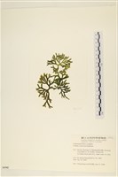 登錄號:A00006942藏品圖，第1張