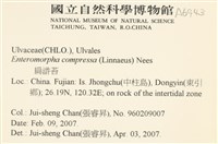 扁石髮藏品圖，第2張