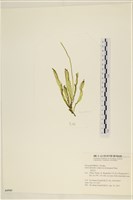 扁石髮藏品圖，第3張