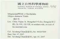 石牙藻, 石牙菜, 鐵釘菜藏品圖，第2張