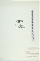 石牙藻, 石牙菜, 鐵釘菜藏品圖，第1張